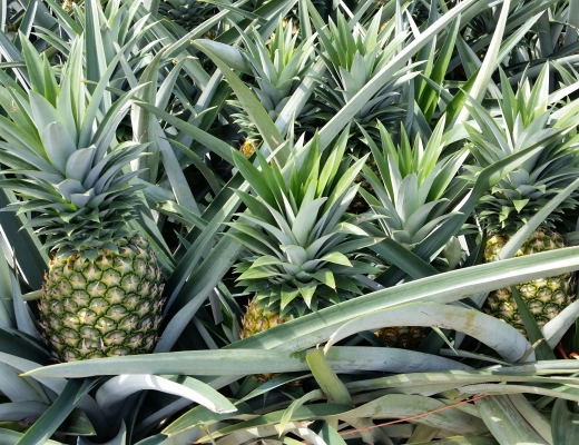 Cobana-ananas snart klare for hsting