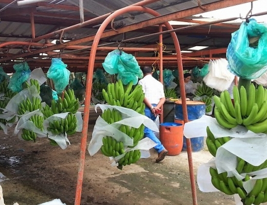 Bananer p vei inn for kutting av klaser, vasking og pakking