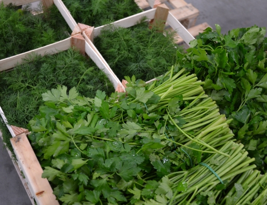 Bladpersille og dill fra Italia
