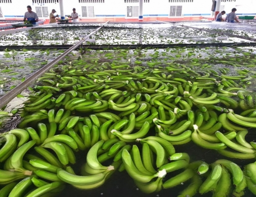 Vasking av bananer i Ecuador