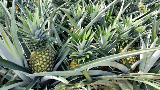 Cobana-ananas snart klare for høsting