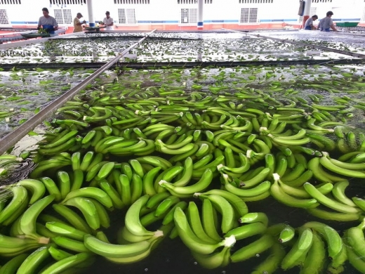 Vasking av bananer i Ecuador